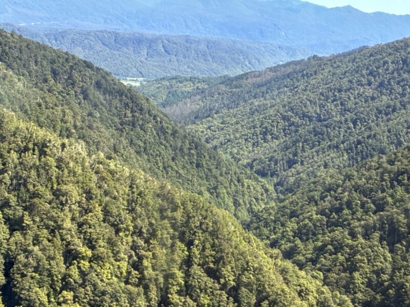 Eyes on Kiwi antimony